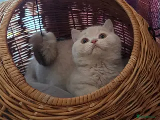 British Shorthair cats Ready now GCCF and TICA registered cream male - Advert 8