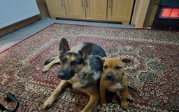 Staffordshire Bull Terrier dogs for sale: 4 female staffy pups - Image 8