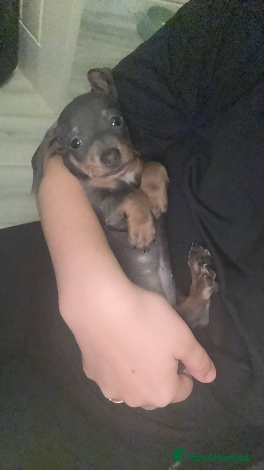Miniature Dachshund dogs for sale: Tiny Blue and tan miniture daschound  - Image 5