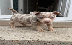 Jack Russell dogs for sale: Jack Russell puppys - Image 8