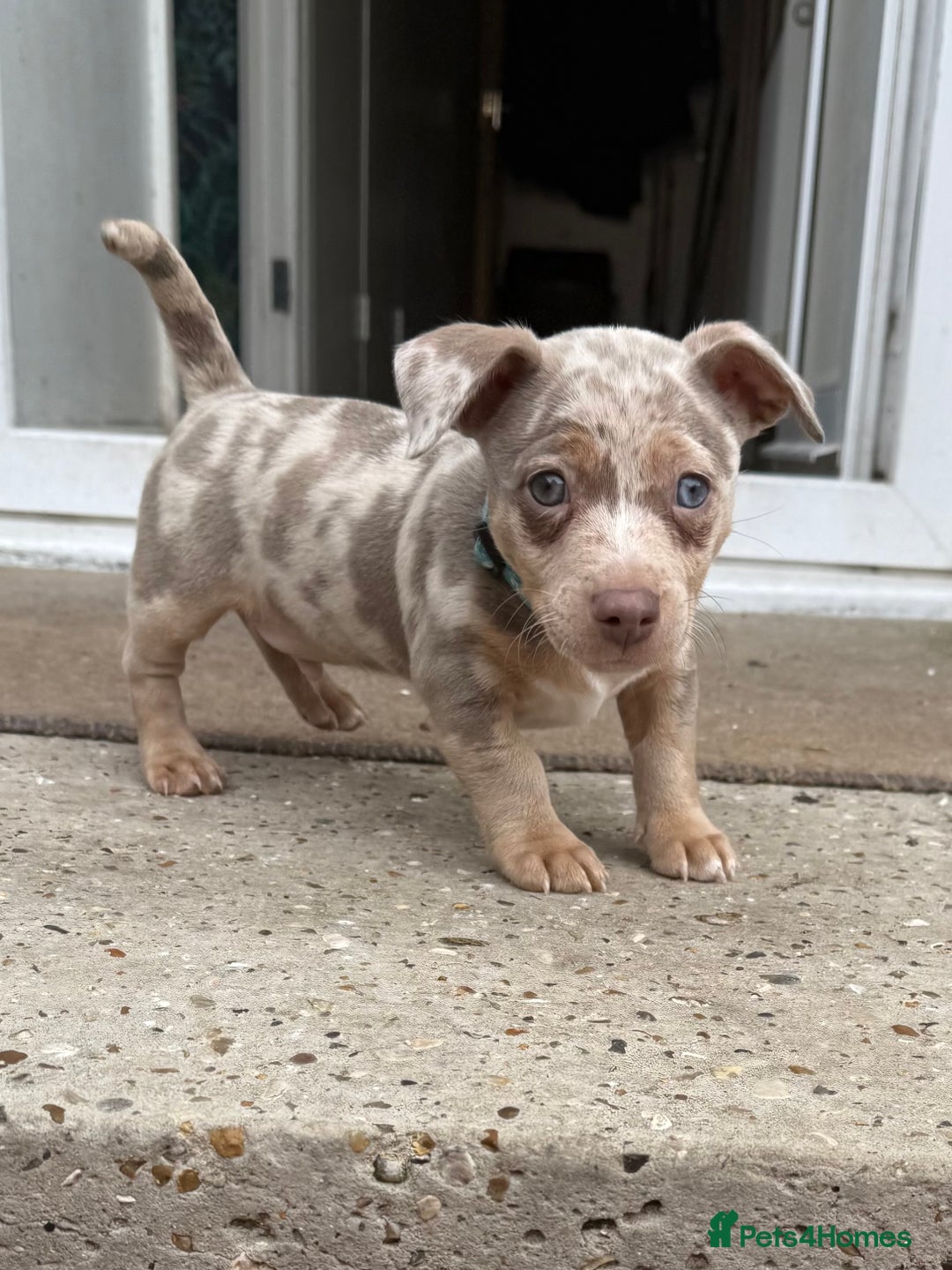 Jack Russell dogs for sale: Jack Russell puppys - Image 8