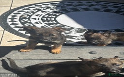 Belgian Shepherd Dog dogs for sale: Belgian Malinois - Image 12