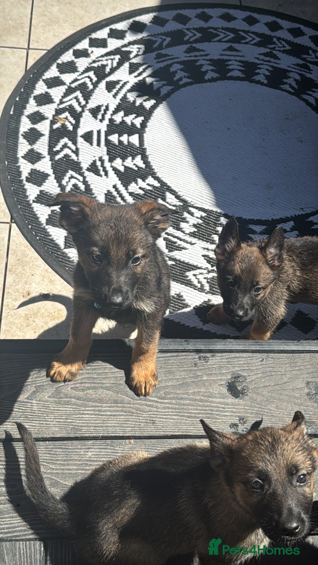 Belgian Shepherd Dog dogs for sale: Belgian Malinois - Image 12