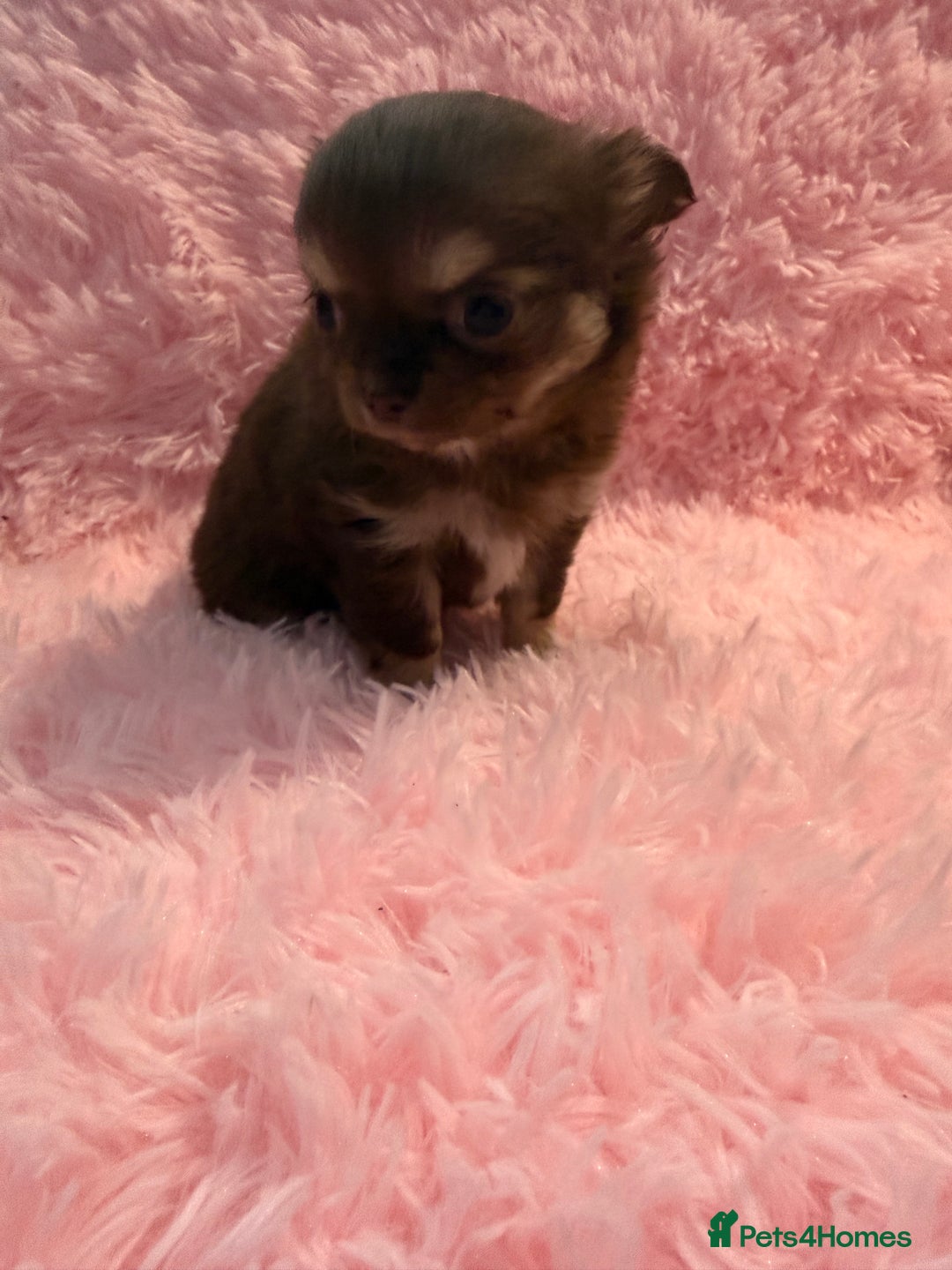 Chihuahua dogs for sale: Beautiful litter of four l/c CHIHUAHUAS READY NOW! - Advert 5