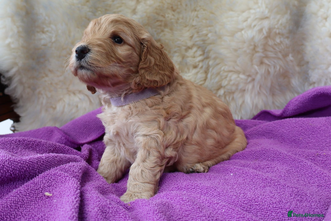 Cockapoo dogs for sale: 5*LICENSED BREEDER WATCH LIVE HEALTH TESTED PARENT - Image 1