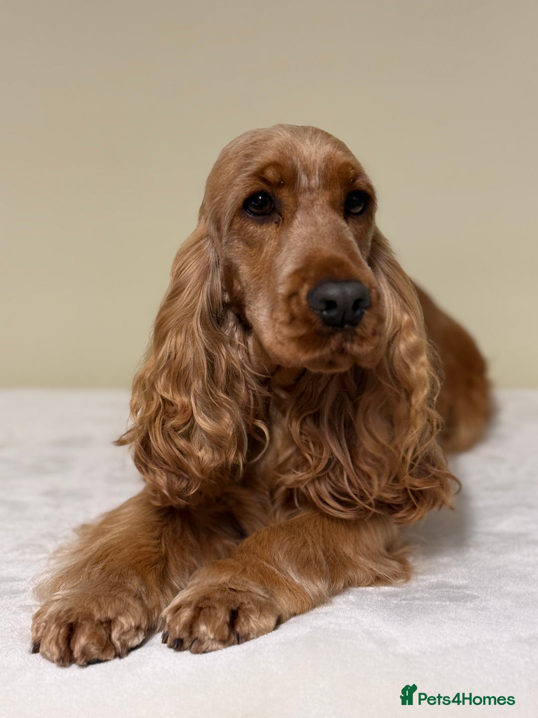 Cocker Spaniel dogs for sale: THE Adorable Chaka Khan - Advert 3