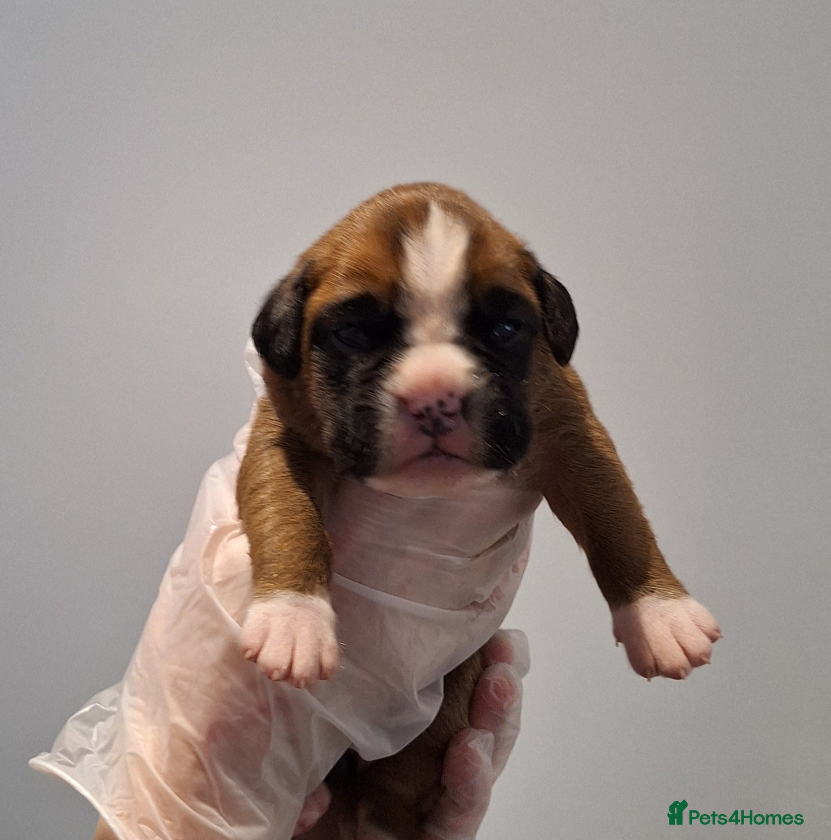 Boxer dogs 1 GIRL LEFT. KC REG FLASHY BOXER  - Advert 1