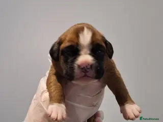 Boxer dogs 1 GIRL LEFT. KC REG FLASHY BOXER - Advert 1