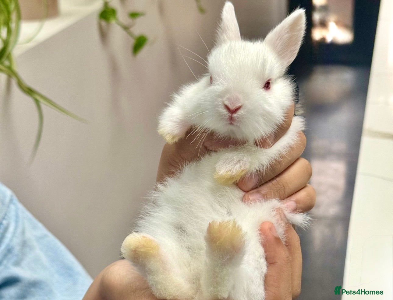 Netherland Dwarf rabbits for sale: Netherland Dwarf Bunnies - Advert 1