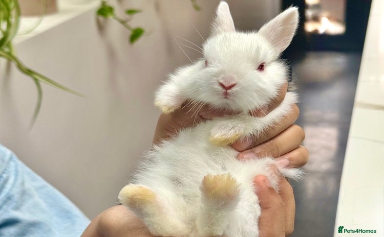 Netherland Dwarf rabbits - Advert 2