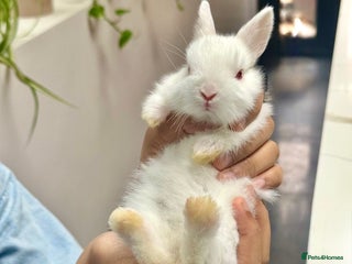 Netherland Dwarf rabbits - Advert 1