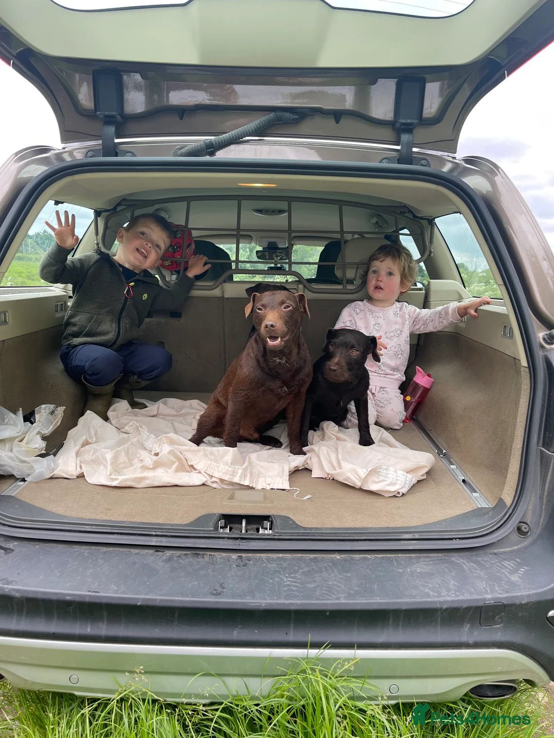 Patterdale Terrier dogs for stud: Patterdale terrier for stud in Doncaster - Advert 2