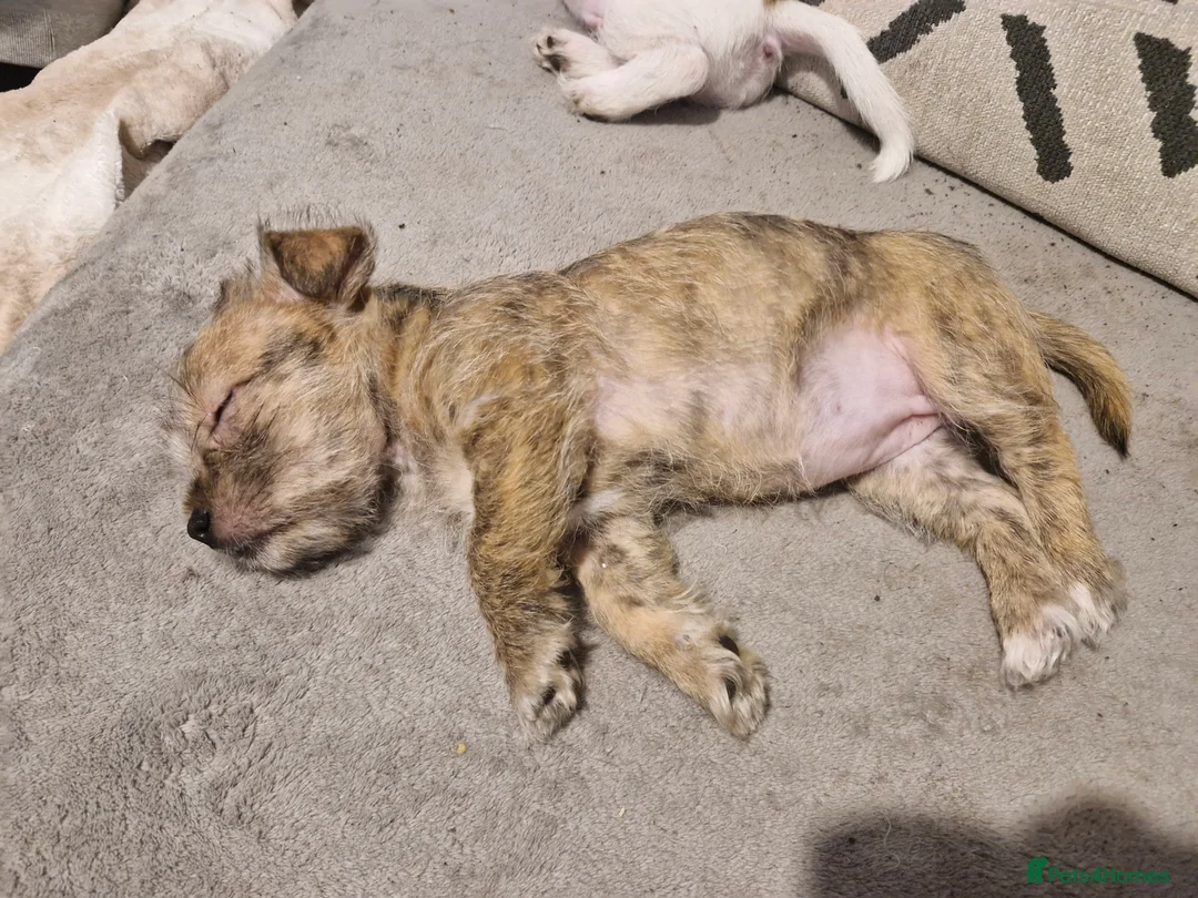 Mixed Breed dogs for sale: Beautiful Girl malshi x Jack russell  - Advert 4