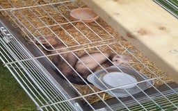 Ferret rodents for sale: X2 male ferrets free to good home - Image 5