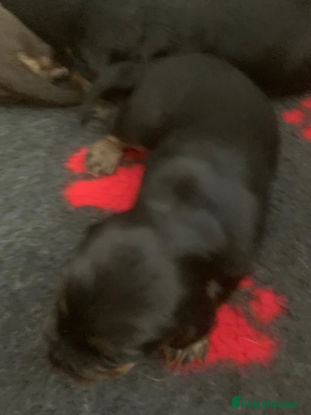 Cocker Spaniel dogs for sale: Working Cocket Spaniel Boys in Stockport - Advert 5