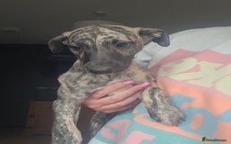 Whippet dogs for sale: ✅️ Ready to leave - KC whippets 🧡 - Image 4
