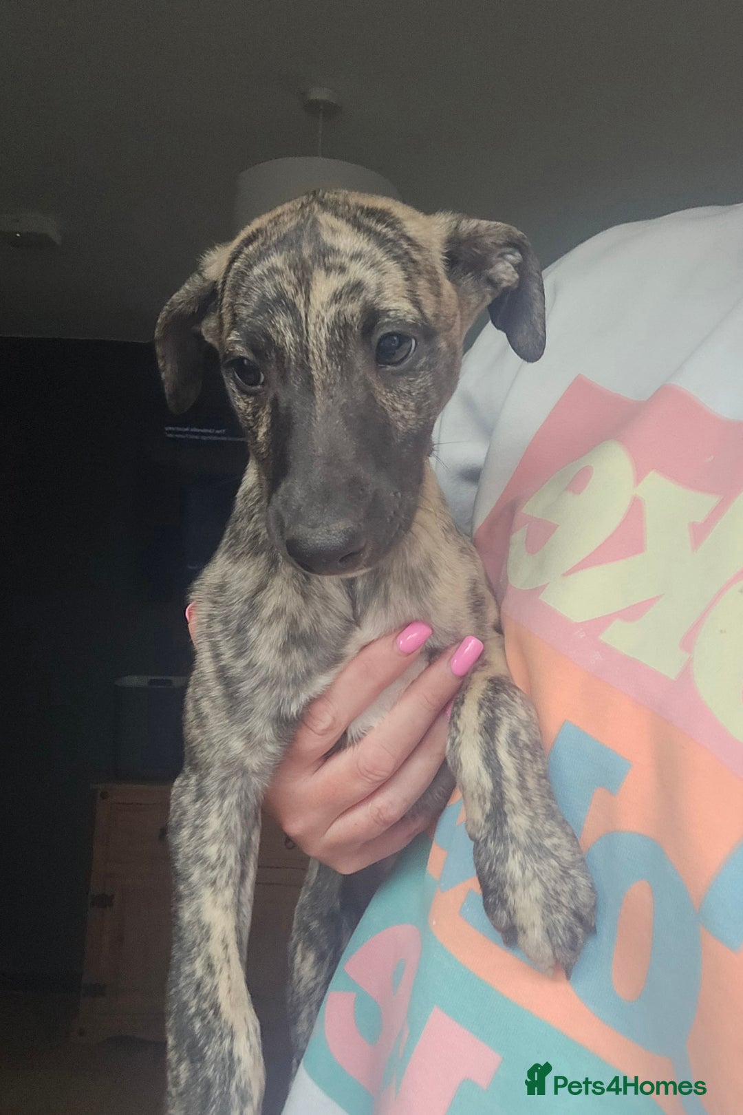 Whippet dogs for sale: ✅️ Ready to leave - KC whippets 🧡 - Image 4