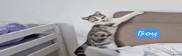 British Shorthair cats for sale: Lovely kittens - Advert 21