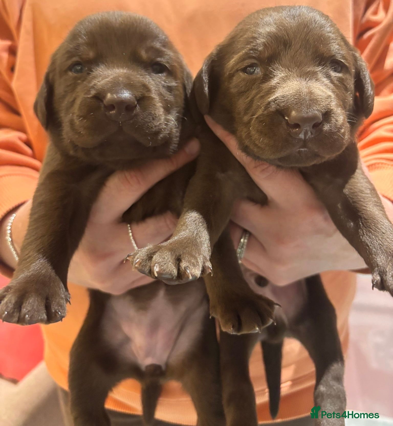 Labrador Retriever dogs Gorgeous KC Registered Chocolate Labrador Puppies  - Advert 16