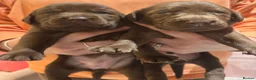 Labrador Retriever dogs for sale: Gorgeous KC Registered Chocolate Labrador Puppies  - Advert 7