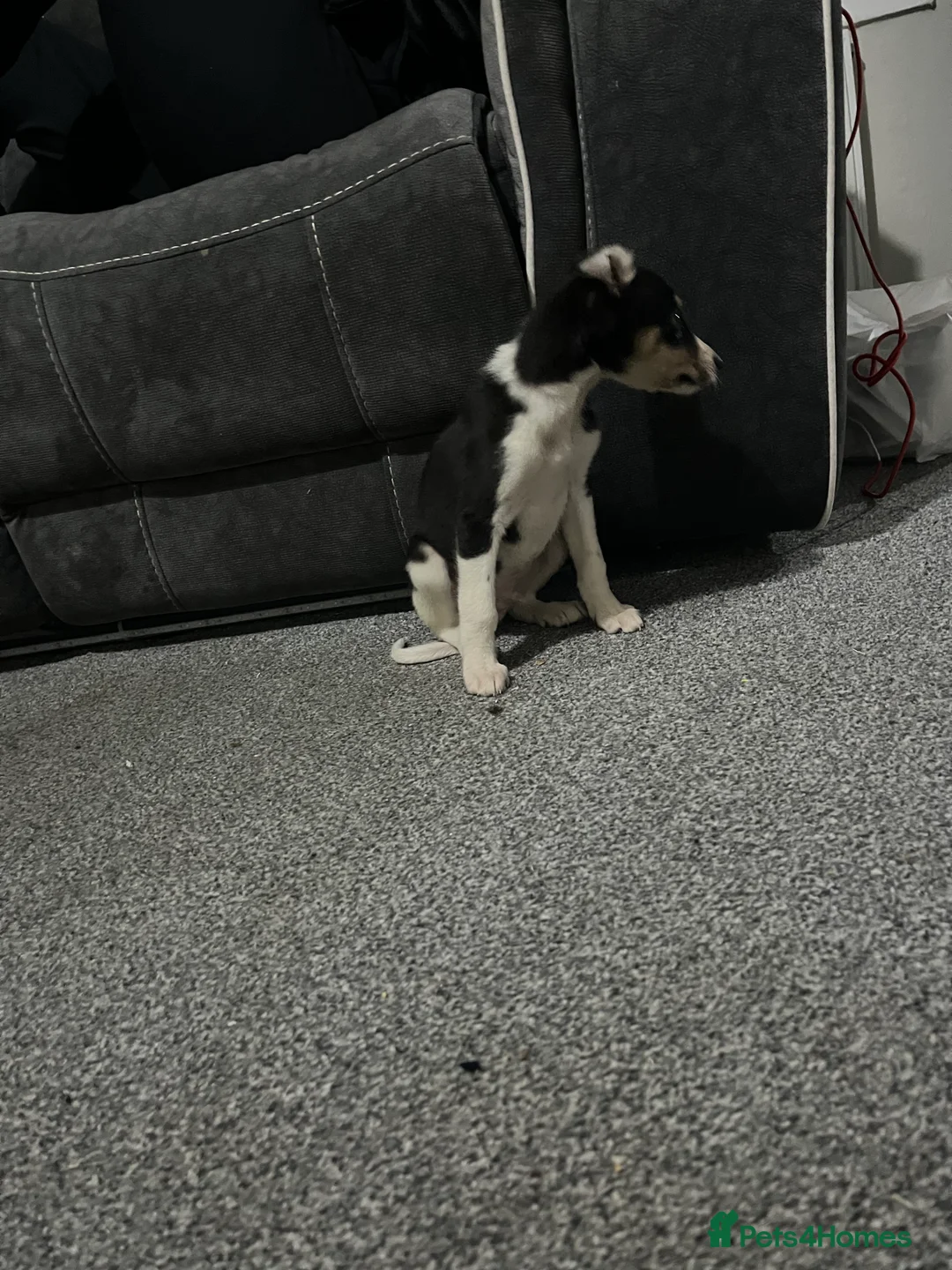 Whippet dogs for sale: Beautiful whippet puppy - Advert 4