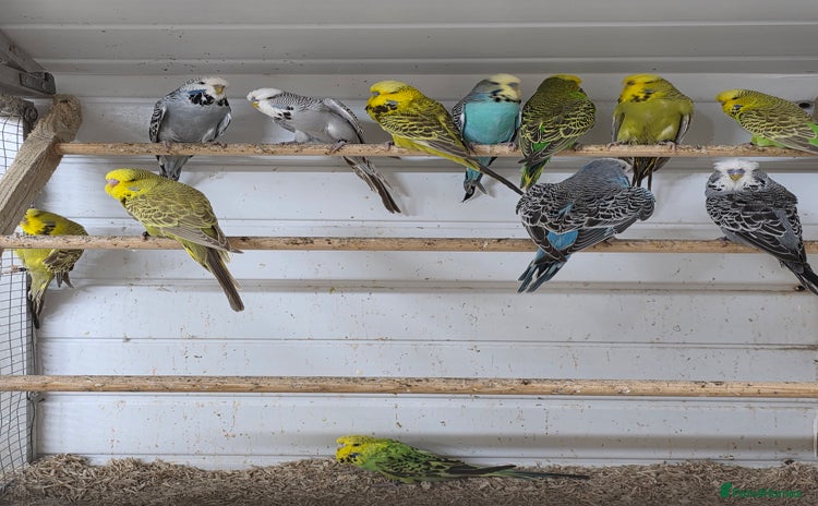 Budgerigars birds - Advert 12