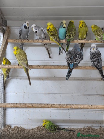 Budgerigars birds - Advert 4