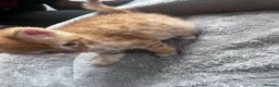 Mixed Breed cats for sale: 🐾 Stunning Turkish Angora/Bengal Kittens 🐾 - Advert 19