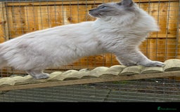 Ragdoll cats for sale: 🌸Extensively health tested female ragdoll🌸  - Image 2