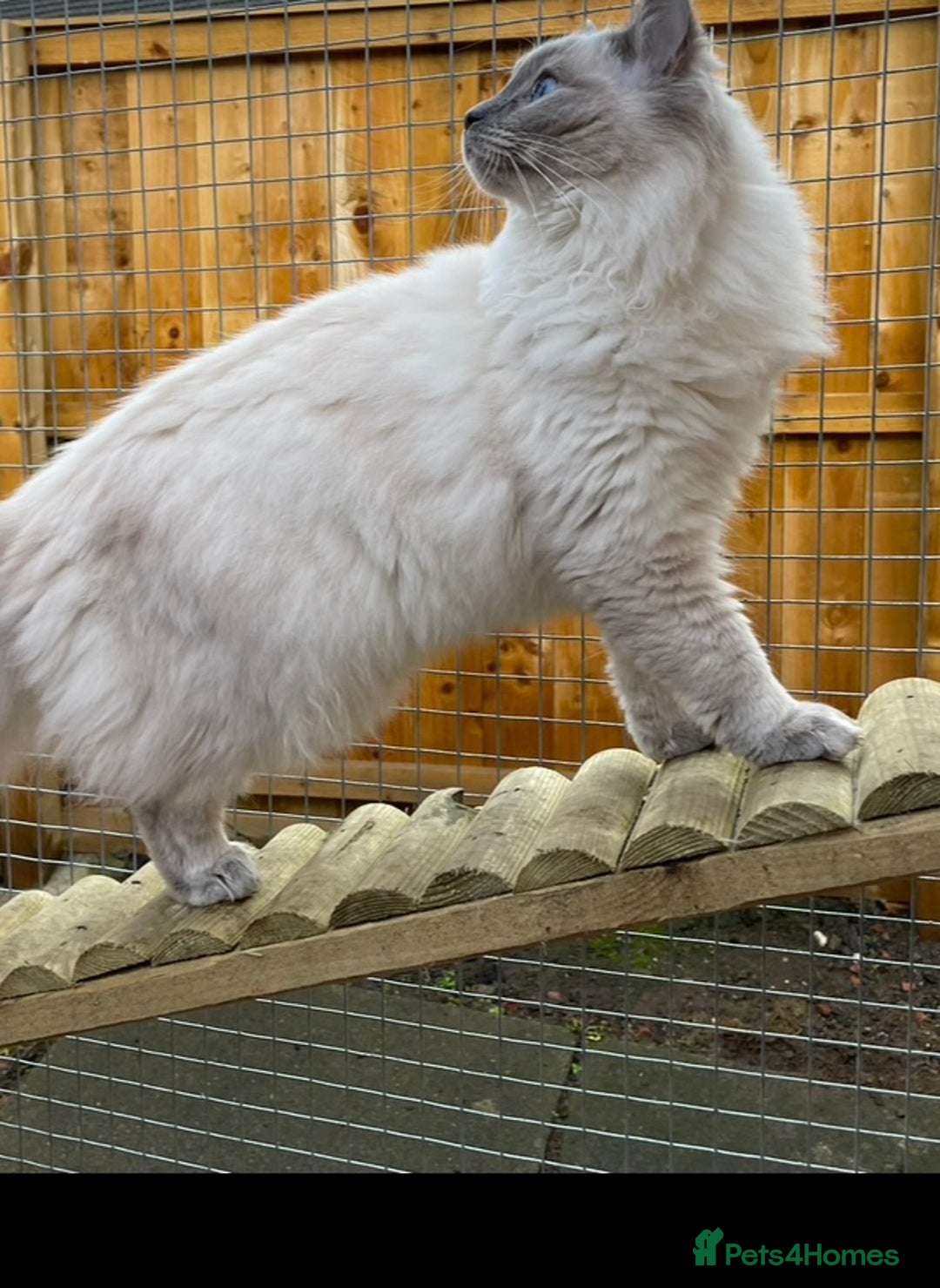 Ragdoll cats for sale: 🌸Extensively health tested female ragdoll🌸  - Image 2