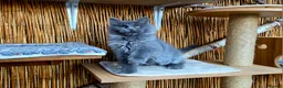 Maine Coon cats for sale: 2 Stunning GCCF Kittens Available.  - Advert 23