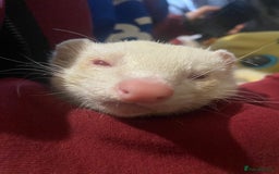 Ferret rodents for sale: 3/4 year old albino ferret - Image 1