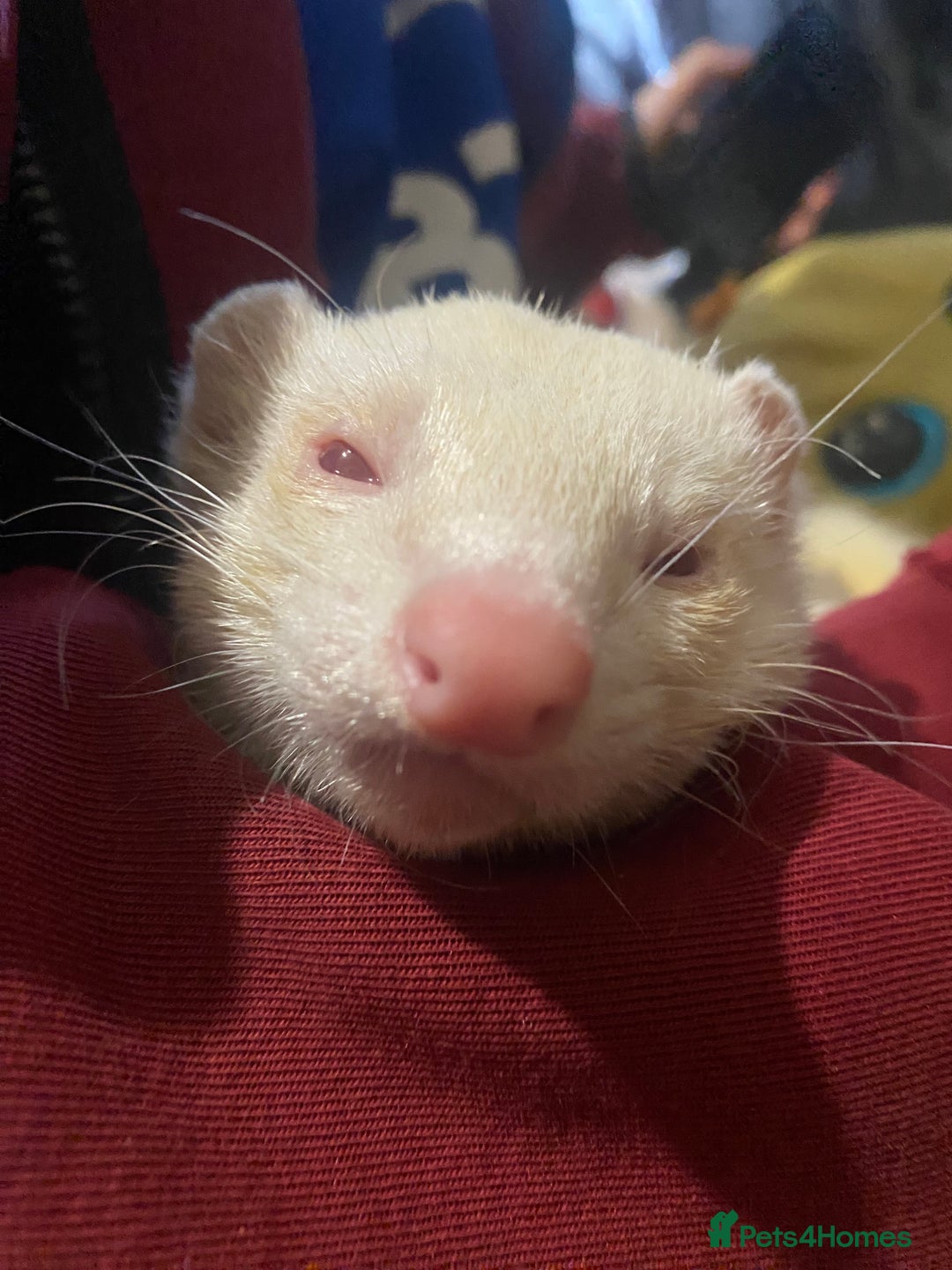 Ferret rodents for sale: 3/4 year old albino ferret - Image 1