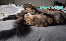Maine Coon cats for sale: DNA TESTED 100% MAINE COON KITTENS  - Image 5
