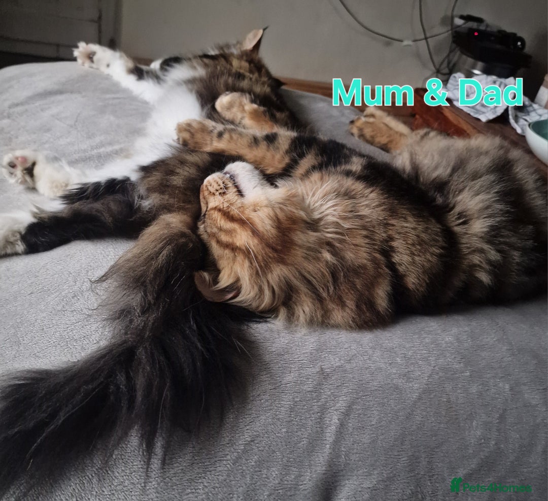 Maine Coon cats for sale: DNA TESTED 100% MAINE COON KITTENS  - Image 5