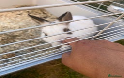 English rabbits for sale: Rabbit - Image 9