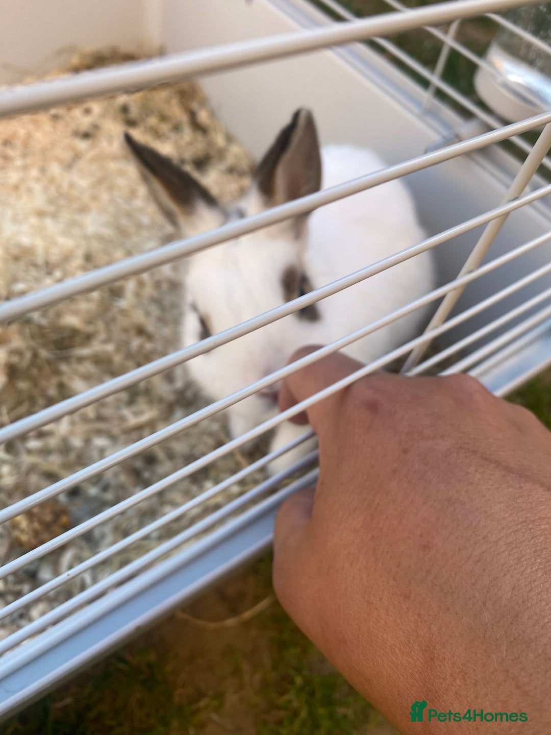 English rabbits for sale: Rabbit - Image 9