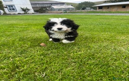 Bernedoodle dogs for sale: Gorgeous Bernedoodle puppies  - Image 6