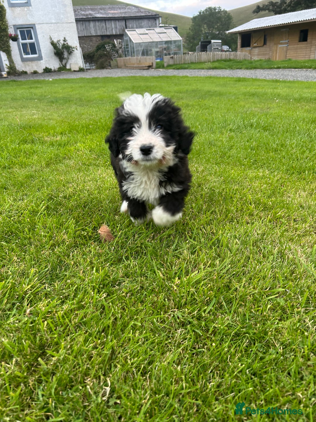 Bernedoodle dogs for sale: Gorgeous Bernedoodle puppies  - Image 6