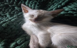 Siamese cats for sale:  Two chocolate point beautiful babies  - Image 20