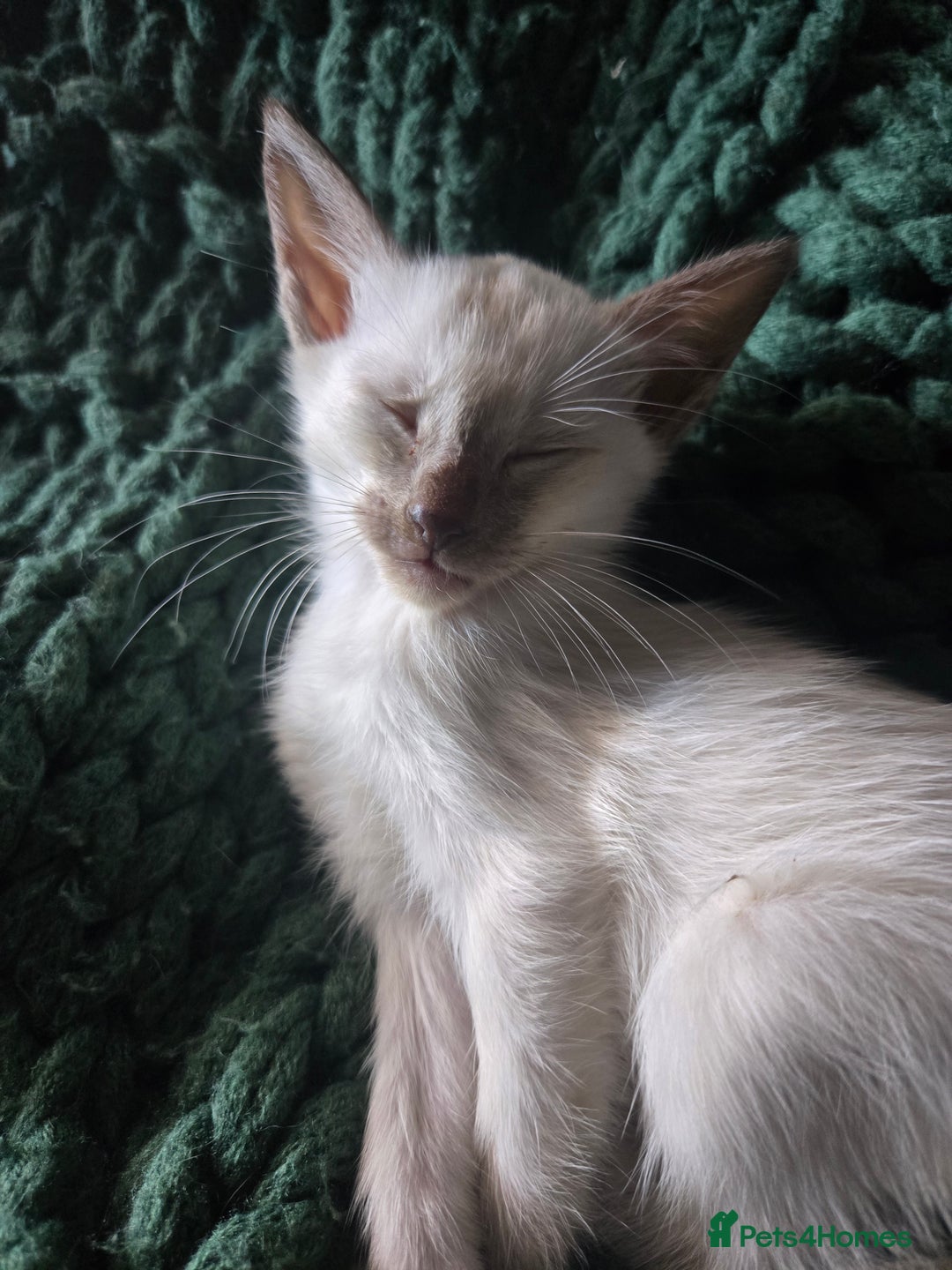 Siamese cats for sale:  Two chocolate point beautiful babies  - Image 20