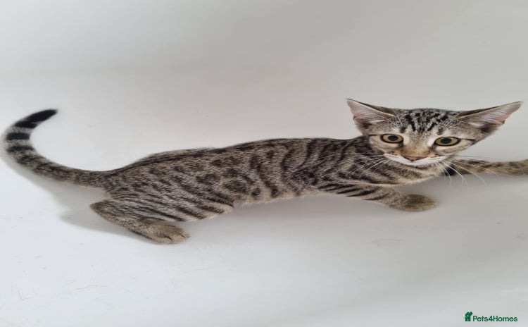 Bengal cats - Advert 8