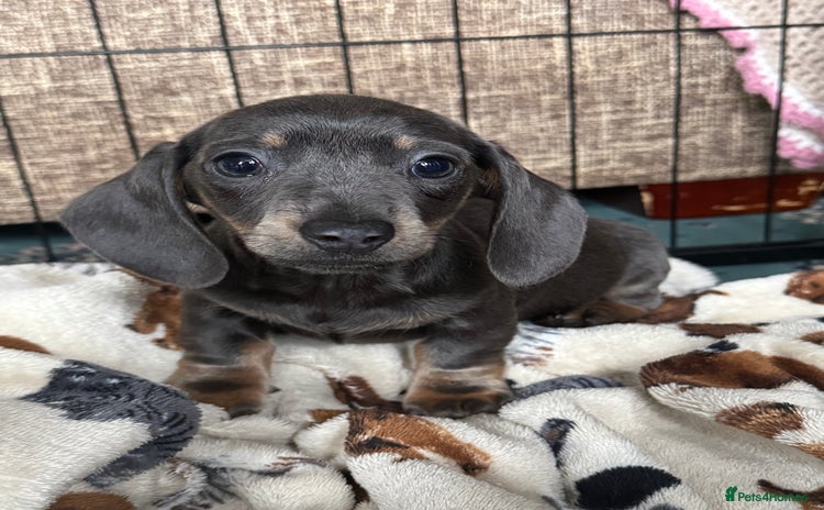 Miniature Dachshund dogs - Advert 16