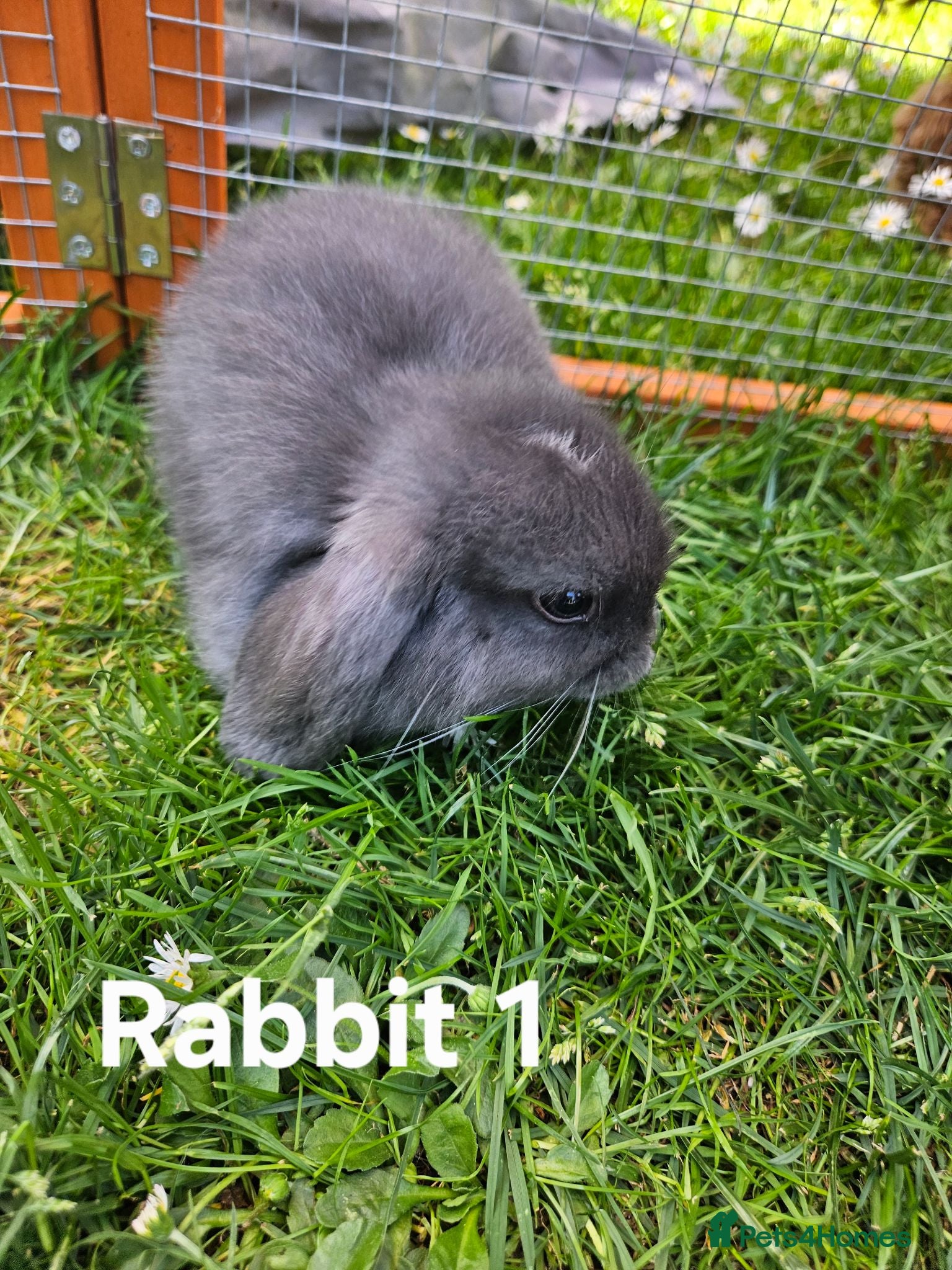 Mini Lop rabbits 🐰 Adorable Mini Lop Baby Rabbits Ready Soon 🐰 - Advert 1