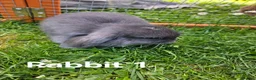 Mini Lop rabbits for sale: 🐰 Adorable Mini Lop Baby Rabbits Ready Soon 🐰 in Harwich - Advert 1