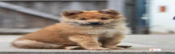 Mixed Breed dogs for sale: Italian Volpino puppies 🦊 - Advert 9
