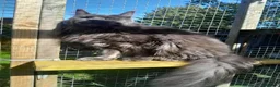 Maine Coon cats for sale: solid blue maine coon girl TICA 3 pedigree - Advert 3