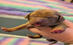 Labrador Retriever dogs for sale: Licensed Breeder Fox Red Labradors  - Image 9