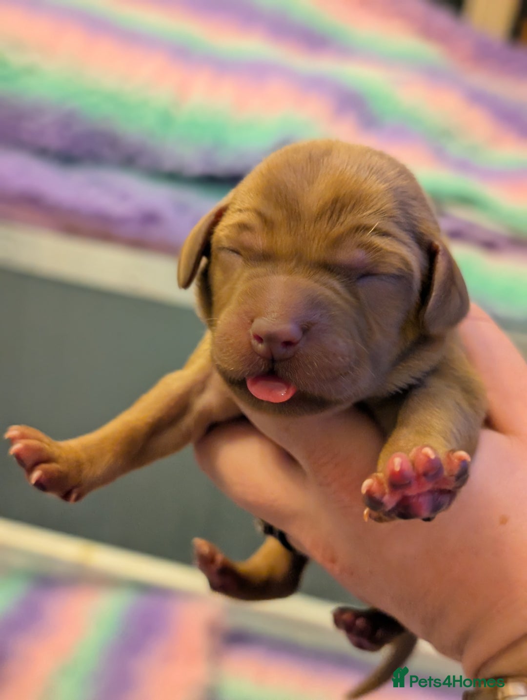 Labrador Retriever dogs for sale: Licensed Breeder Fox Red Labradors  - Image 9