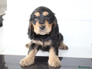 Cocker Spaniel dogs Beautiful KC Registered Show-Type Puppies - Advert 17